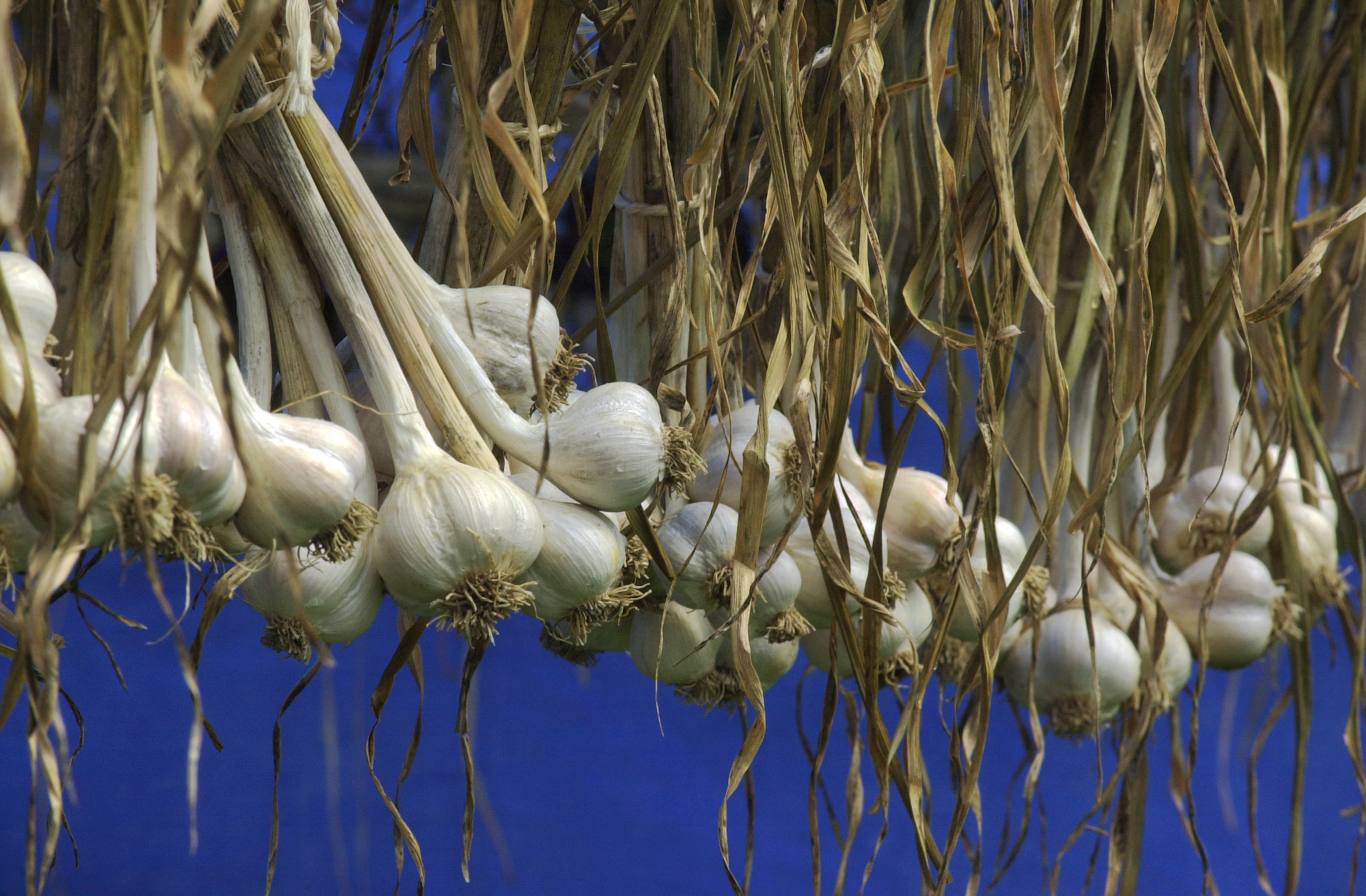 Garlic Galore